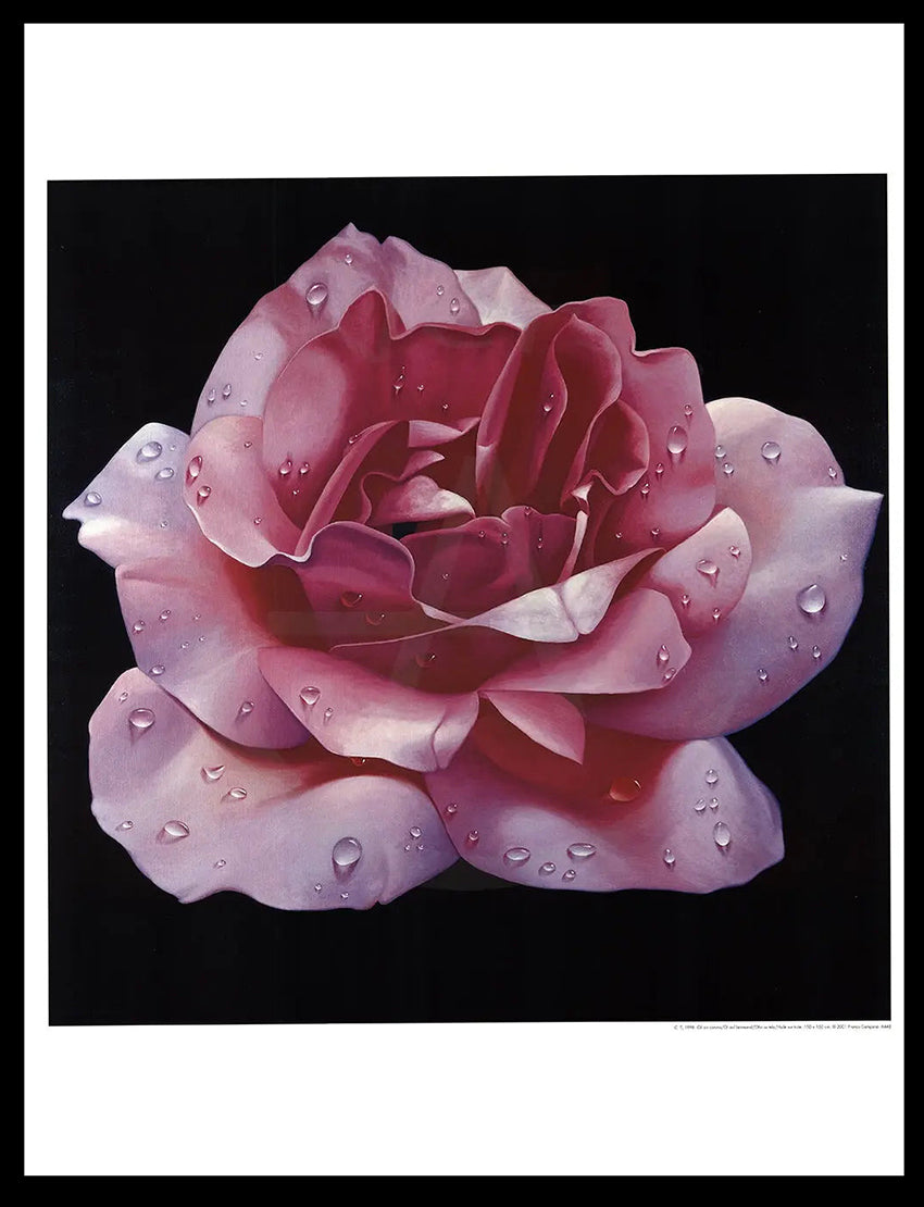 La Magie de la Rose - Campana, Franco - Rose Rose - Estampe