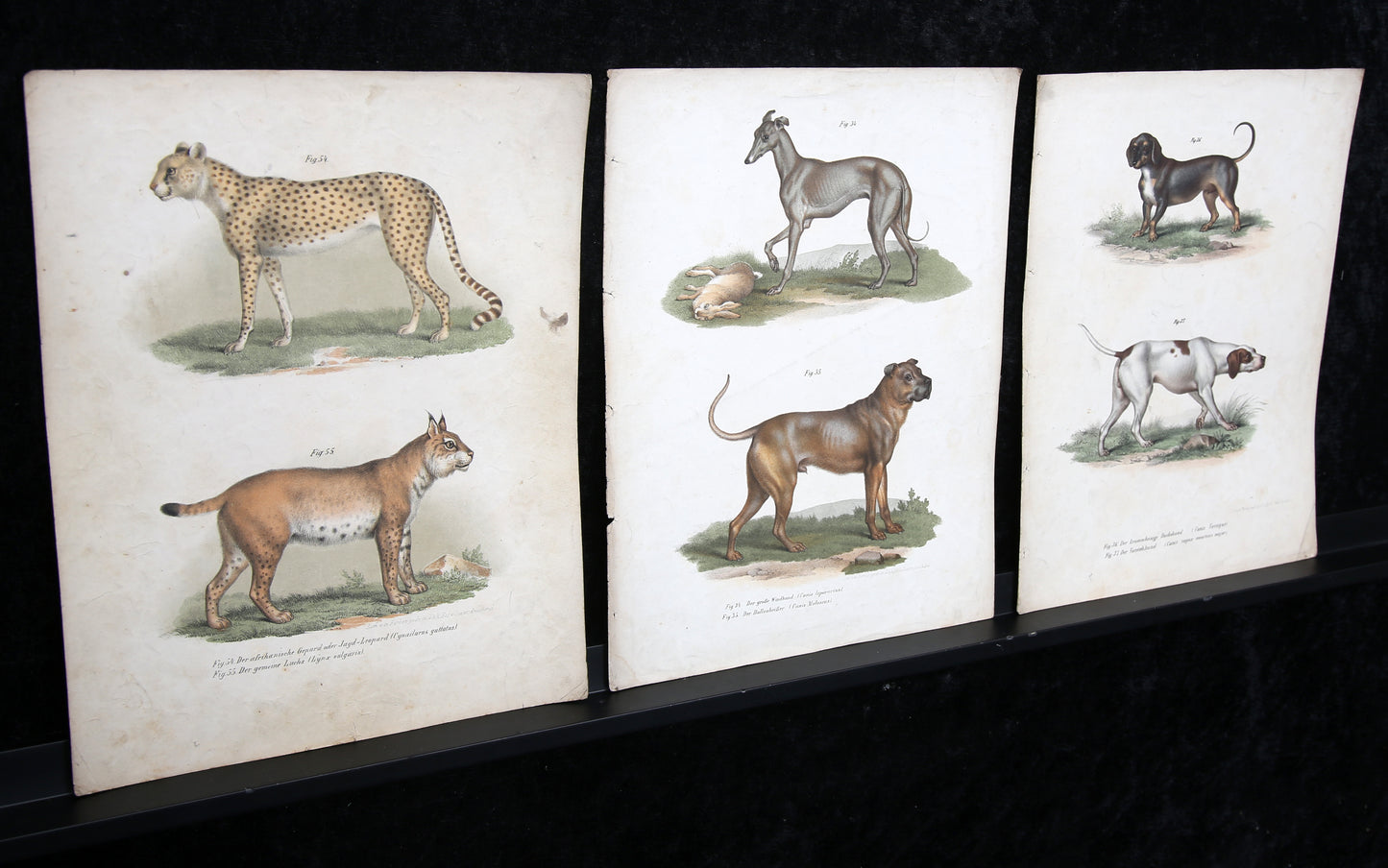 k.k. Hof- und Staatsdruckerei - Tiermotive - 10 Blätter