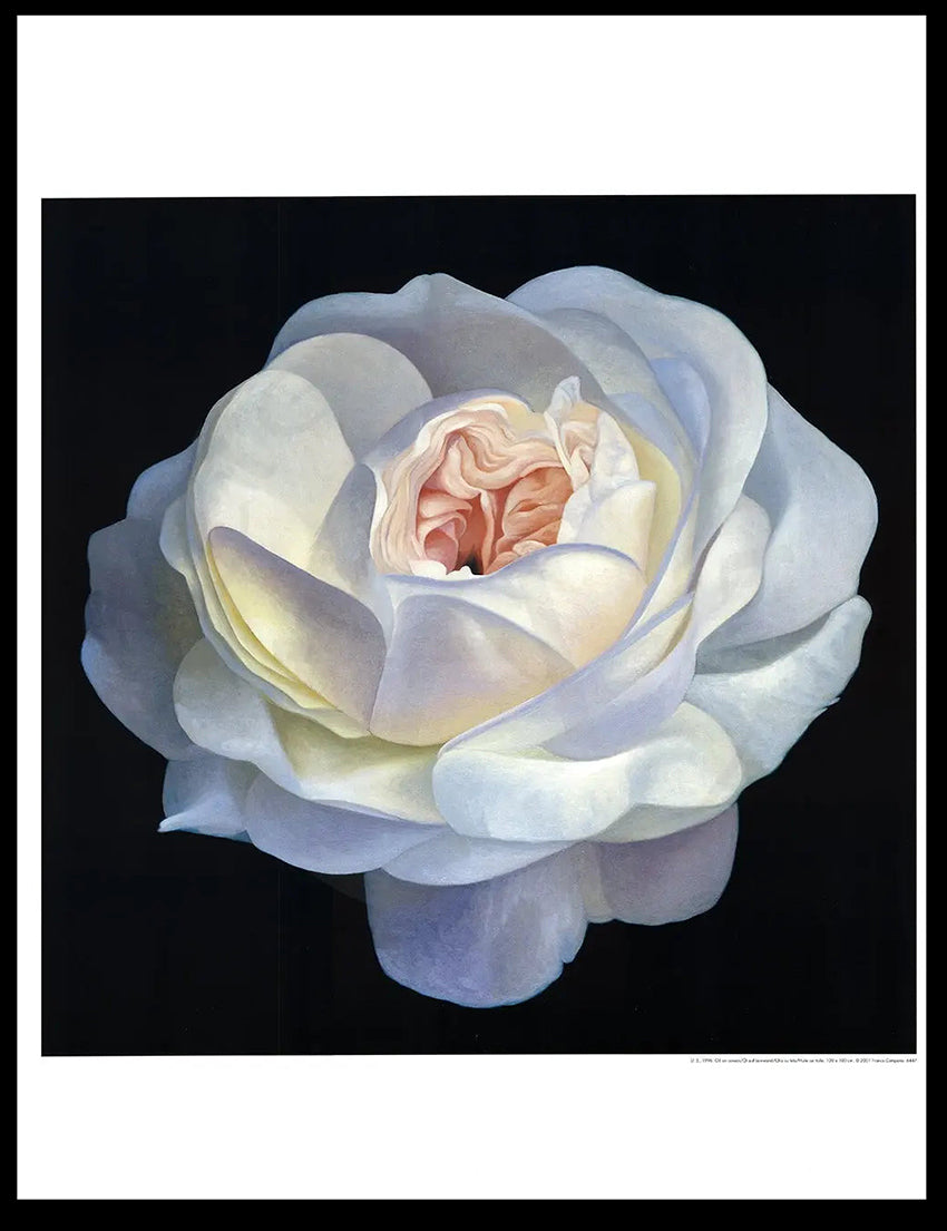 La Magie de la Rose - Campana, Franco - Rose Blanche - Estampe